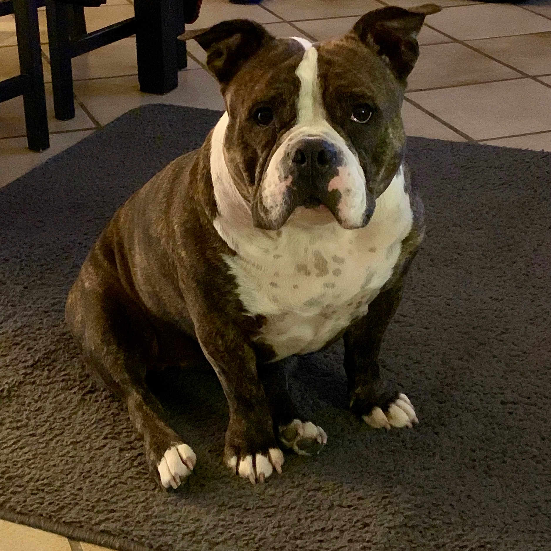 Perle participe au concours pour gagner de l'argent avec cette photo : animal, brindle, canine, companion, dog, domestic, ears, floor, fur, furniture, house, indoor, looking, paw, pet, rug, sitting, snout, tile, white