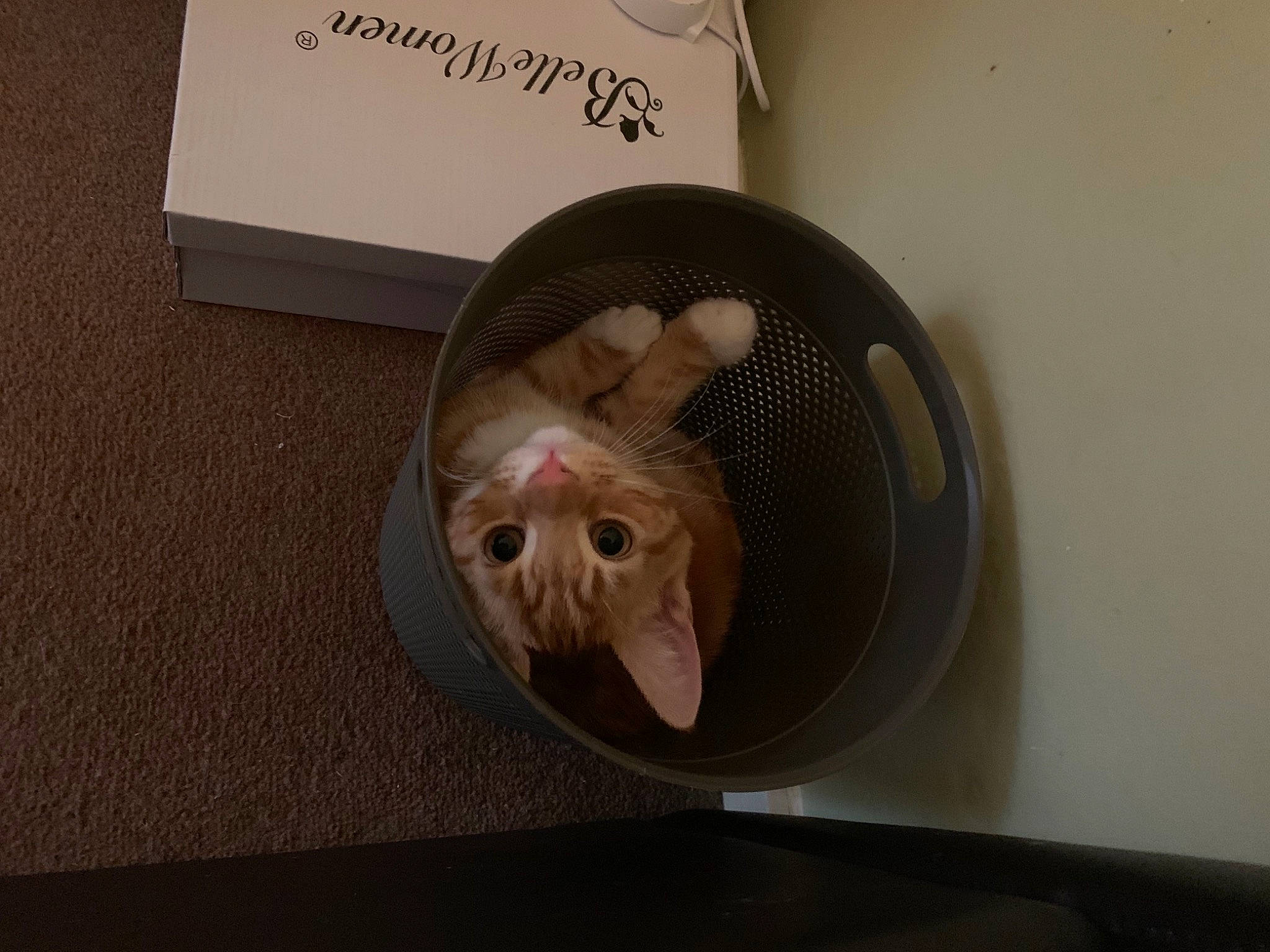 Jaffa joined the competition — help win amazing prizes! carnivore, cat, circle, comfort, eye, eyelash, fashion_accessory, fawn, felidae, fur, head, headgear, mechanical_fan, paper, paper_product, room, small_to_medium_sized_cats, toy, whiskers, wood