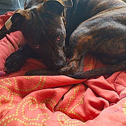 Automne participe au concours pour gagner de l'argent avec cette photo : dog, brindle, blanket, red, indoor, pet, resting, cozy, fur, animal, sleepy, curled_up, window, light, pattern, paw, tail, face, looking, cute