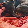 dog, brindle, blanket, red, indoor, pet, resting, cozy, fur, animal, sleepy, curled_up, window, light, pattern, paw, tail, face, looking, cute