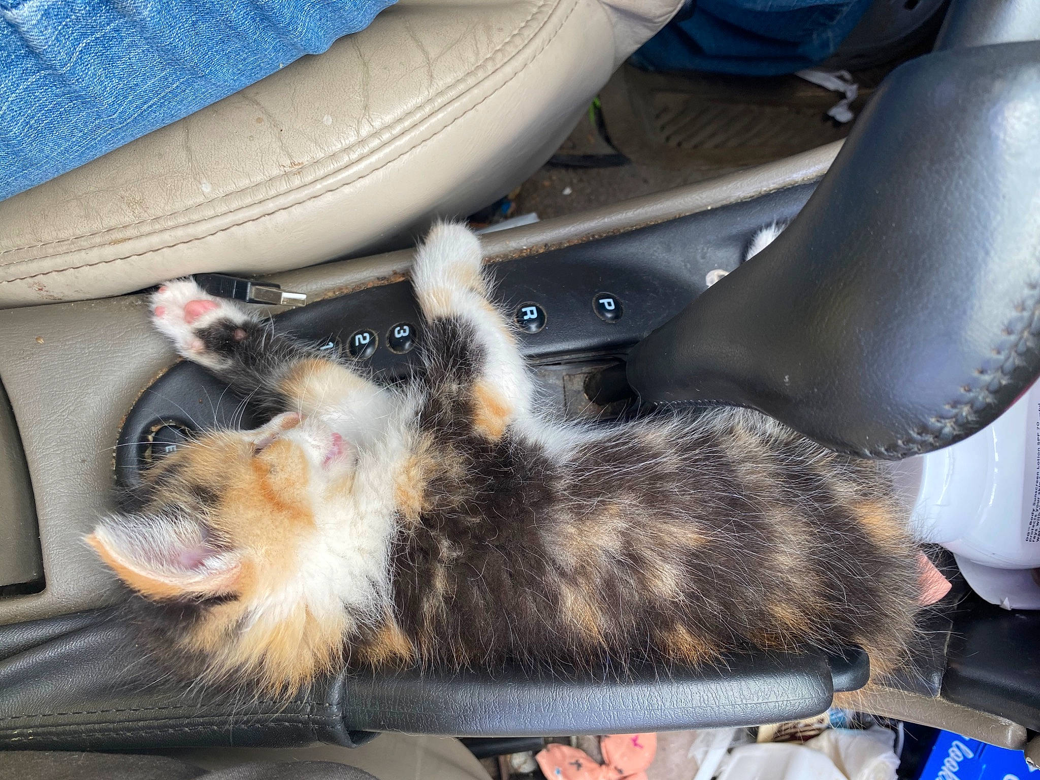 Lucy joined the competition — help win amazing prizes! auto_part, automotive_exterior, automotive_tire, automotive_wheel_system, car_seat, carnivore, cat, claw, comfort, felidae, fender, fur, human_leg, lap, motor_vehicle, small_to_medium_sized_cats, tail, thigh, vehicle_door, whiskers