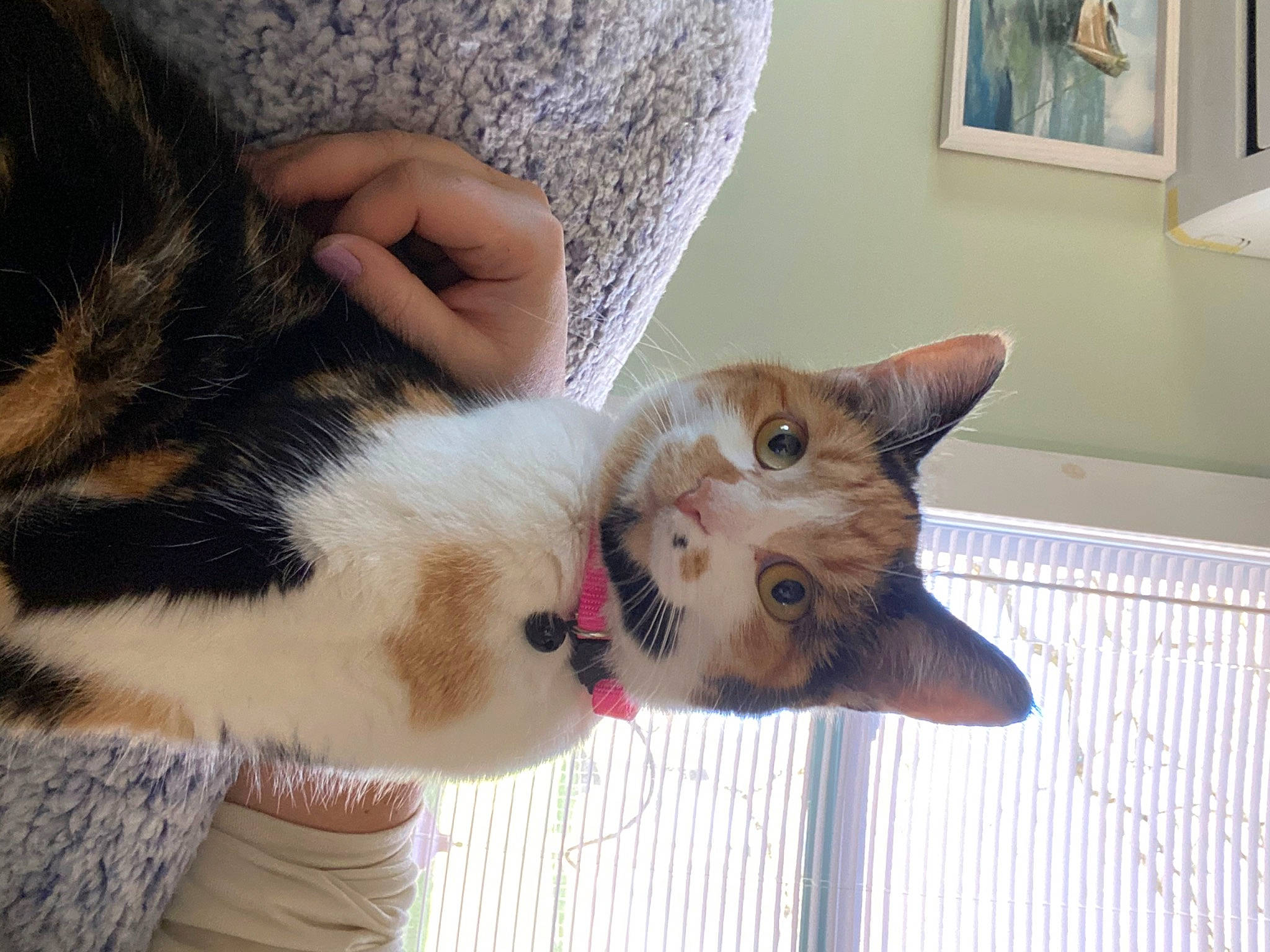 Lucy is registered to the contest to win money with this photo: carnivore, cat, claw, comfort, domestic_short_haired_cat, fawn, felidae, foot, fur, gesture, human_leg, lap, paw, picture_frame, small_to_medium_sized_cats, snout, tail, whiskers, wood