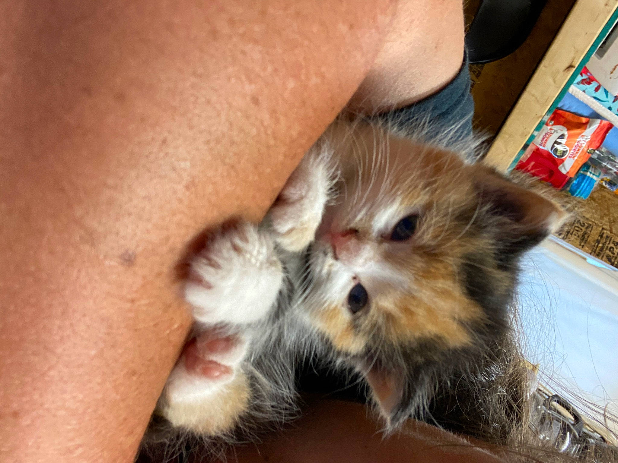 Lucy is registered to the contest to win money with this photo: box, canidae, carnivore, cat, claw, comfort, domestic_short_haired_cat, fawn, felidae, flooring, fur, nail, paw, small_to_medium_sized_cats, tail, terrestrial_animal, whiskers