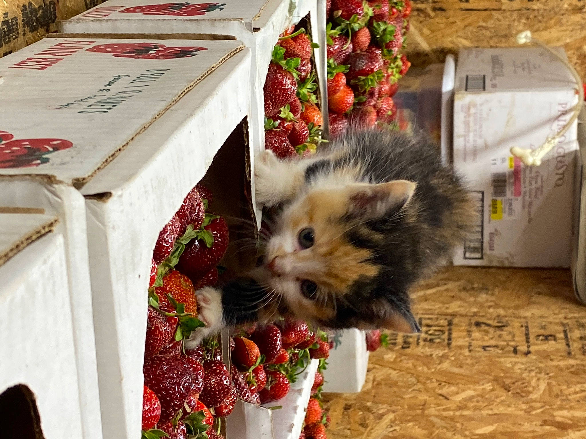 Lucy joined the competition — help win amazing prizes! annual_plant, box, carnivore, cat, event, fawn, felidae, floral_design, flower, flowering_plant, fruit, fur, grass, holiday, petal, plant, small_to_medium_sized_cats, table, tablecloth, whiskers