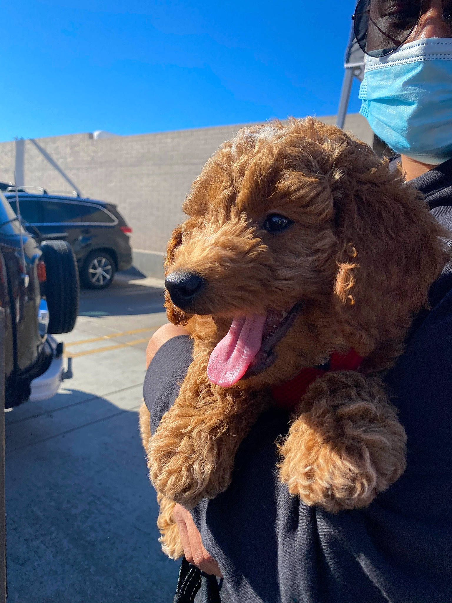 Oakley joined the competition — help win amazing prizes! auto_part, automotive_parking_light, automotive_tire, canidae, carnivore, companion_dog, dog, dog_breed, dog_collar, fender, fur, leash, pet_supply, snout, sporting_group, terrier, tread, vehicle_door, water_dog, working_animal