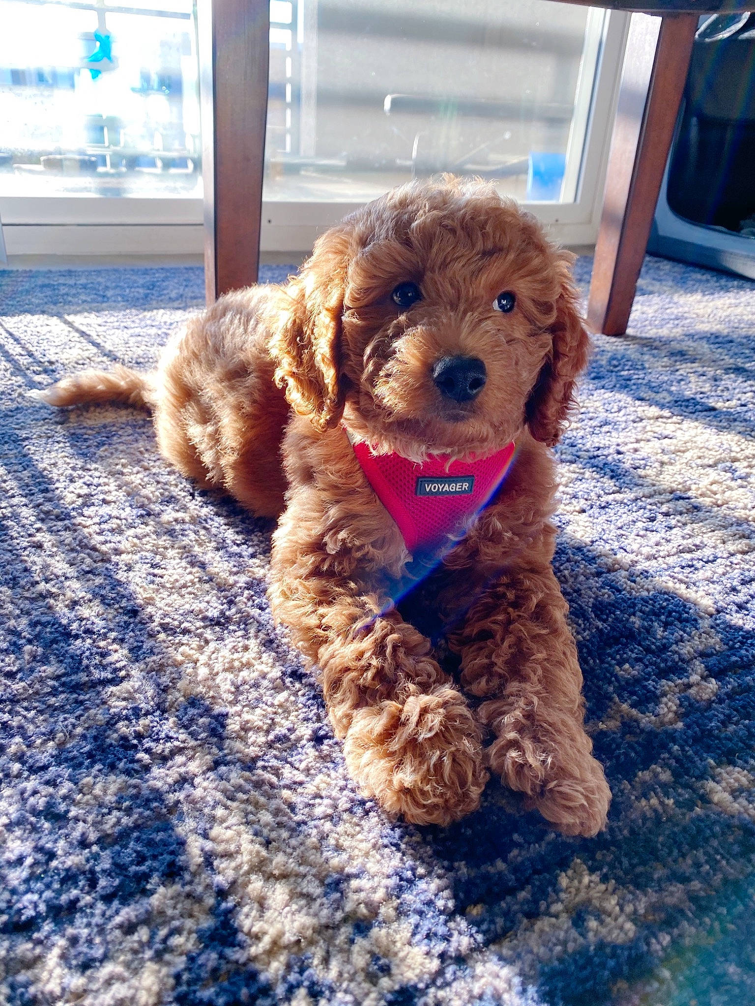 Oakley joined the competition — help win amazing prizes! canidae, carnivore, companion_dog, dog, dog_breed, dog_supply, fur, goldendoodle, labradoodle, liver, non_sporting_group, pet_supply, poodle, poodle_crossbreed, snout, sporting_group, stuffed_toy, toy, water_dog, working_animal