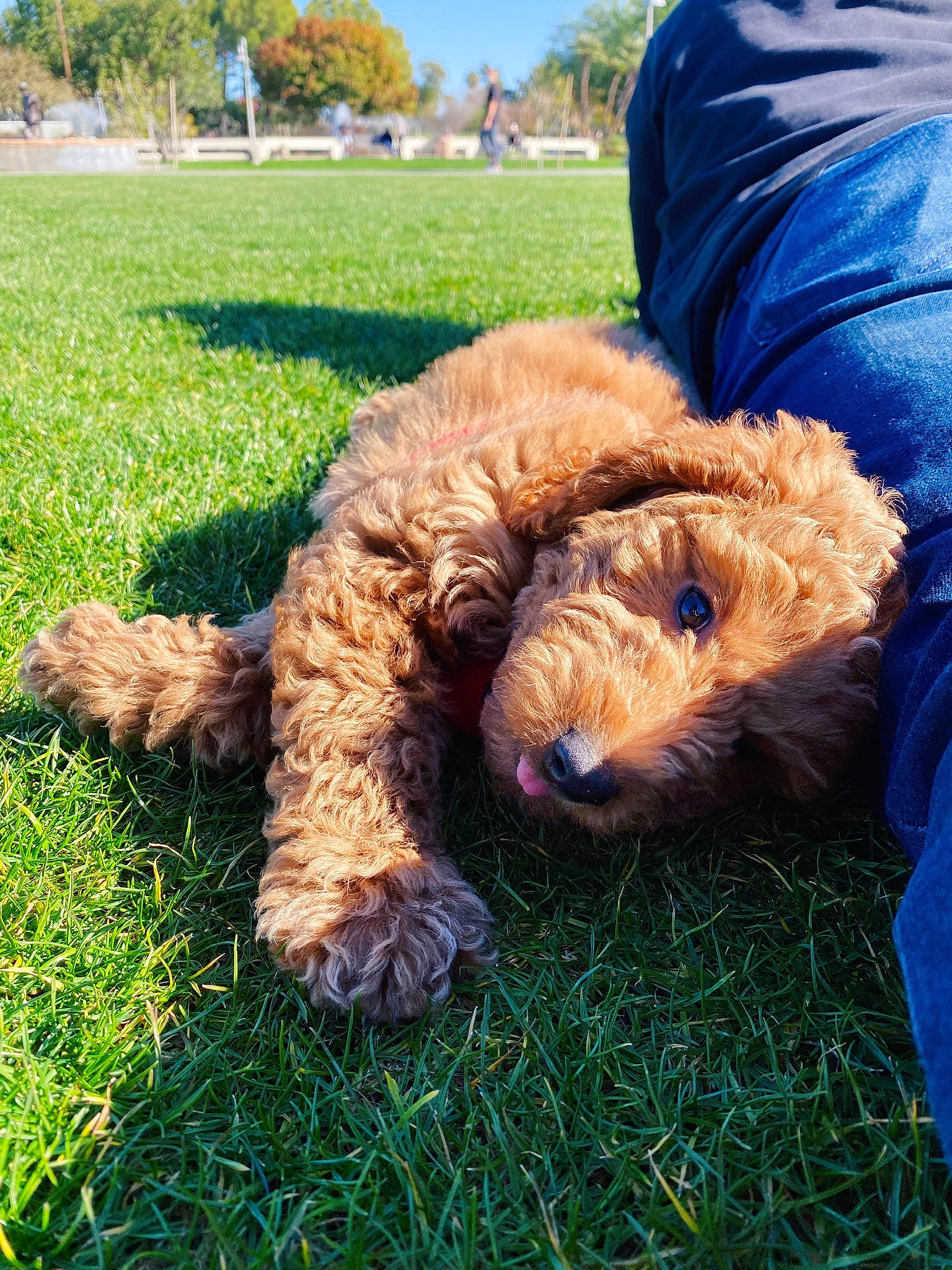 Oakley joined the competition — help win amazing prizes! airedale_terrier, canidae, carnivore, companion_dog, denim, dog, dog_breed, fur, grass, jeans, labradoodle, sporting_group, terrier, textile, toy, water_dog
