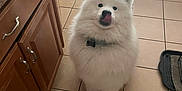 Alexei joined the competition — help win amazing prizes! dog, white_dog, fluffy, samoyed, pet, indoor, kitchen, tile_floor, cabinet, tongue_out, collar, waiting, cute, animal, companion, floor, mammal, domestic_animal, playful, fur