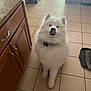dog, white_dog, fluffy, samoyed, pet, indoor, kitchen, tile_floor, cabinet, tongue_out, collar, waiting, cute, animal, companion, floor, mammal, domestic_animal, playful, fur