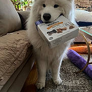Alexei is registered to the contest to win money with this photo: dog, white_dog, indoor, living_room, box, carpet, plush_toy, sofa, lamp, wood_floor, table, plant, pet, furniture, cute, animal, canine, standing, houseplant, cozy