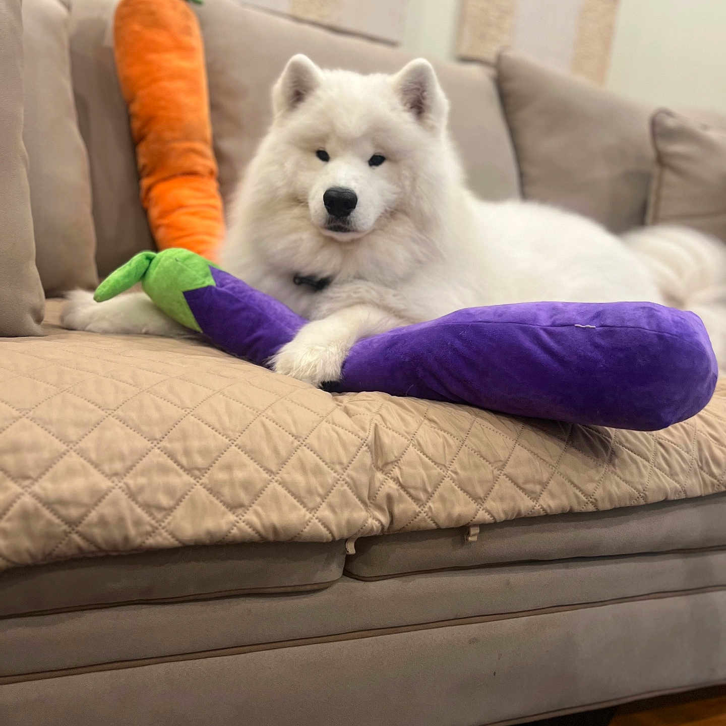 Alexei joined the competition — help win amazing prizes! animal, carrot_toy, couch, cute, dog, eggplant_toy, floor, fur, furniture, home, indoor, living_room, pet, plush_toy, quilted_blanket, relaxed, resting, samoyed, white_dog, wood_floor