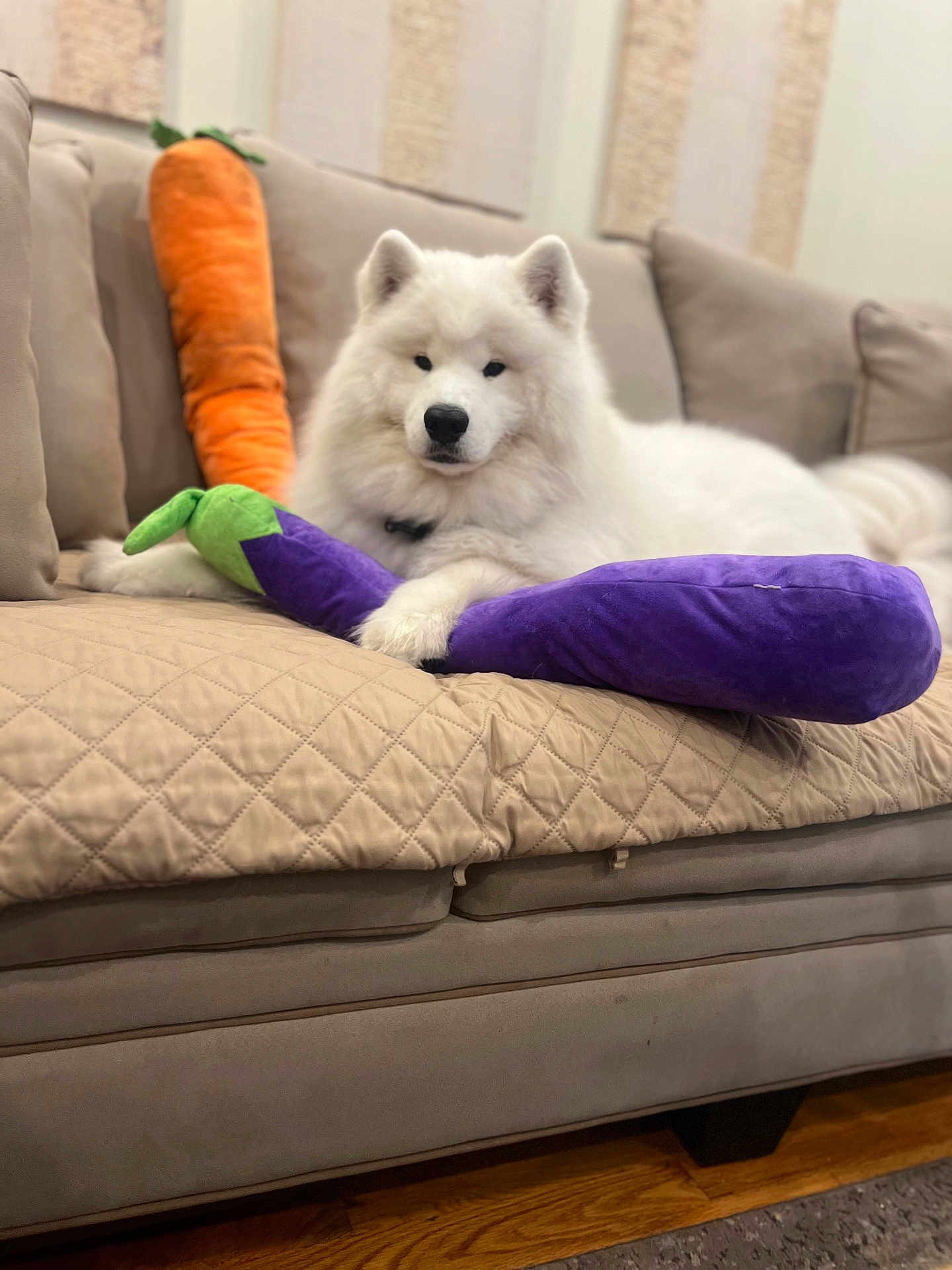 Alexei joined the competition — help win amazing prizes! dog, white_dog, samoyed, plush_toy, eggplant_toy, carrot_toy, couch, living_room, pet, fur, indoor, relaxed, furniture, floor, wood_floor, quilted_blanket, home, cute, animal, resting