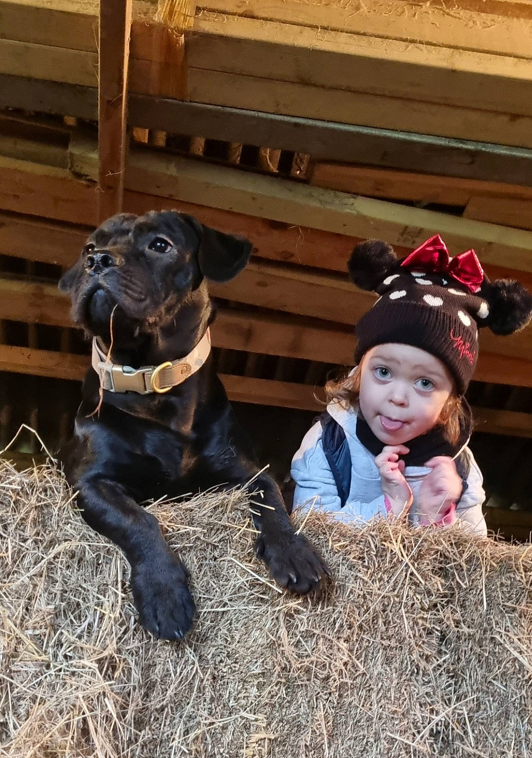 Nero is registered to the contest to win money with this photo: agriculture, cap, carnivore, companion_dog, dog, dog_breed, fawn, fur, grass, happy, hat, landscape, plant, smile, sun_hat, terrestrial_animal, toddler, vertebrate, wood, working_animal