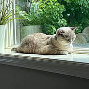 Coconut is registered to the contest to win money with this photo: cat, window, sunlight, plant, windowsill, reflection, greenery, indoor, relaxing, resting, feline, pet, nature, cozy, daylight, leaf, peaceful, animal, home, quiet