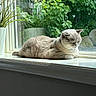 cat, window, sunlight, plant, windowsill, reflection, greenery, indoor, relaxing, resting, feline, pet, nature, cozy, daylight, leaf, peaceful, animal, home, quiet