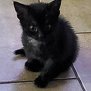 Hades joined the competition — help win amazing prizes! kitten, black_cat, cat, pet, animal, floor, tile, indoor, curious, small, young, fur, whiskers, ears, eyes, shadow, background, home, cute, domestic