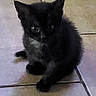 kitten, black_cat, cat, pet, animal, floor, tile, indoor, curious, small, young, fur, whiskers, ears, eyes, shadow, background, home, cute, domestic