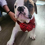 August participe au concours pour gagner de l'argent avec cette photo : animal, black, bow_tie, brown, canine, collar, cute, dog, domestic_animal, face, floor, hand, indoor, paw, person, pet, playful, puppy, white, young_dog