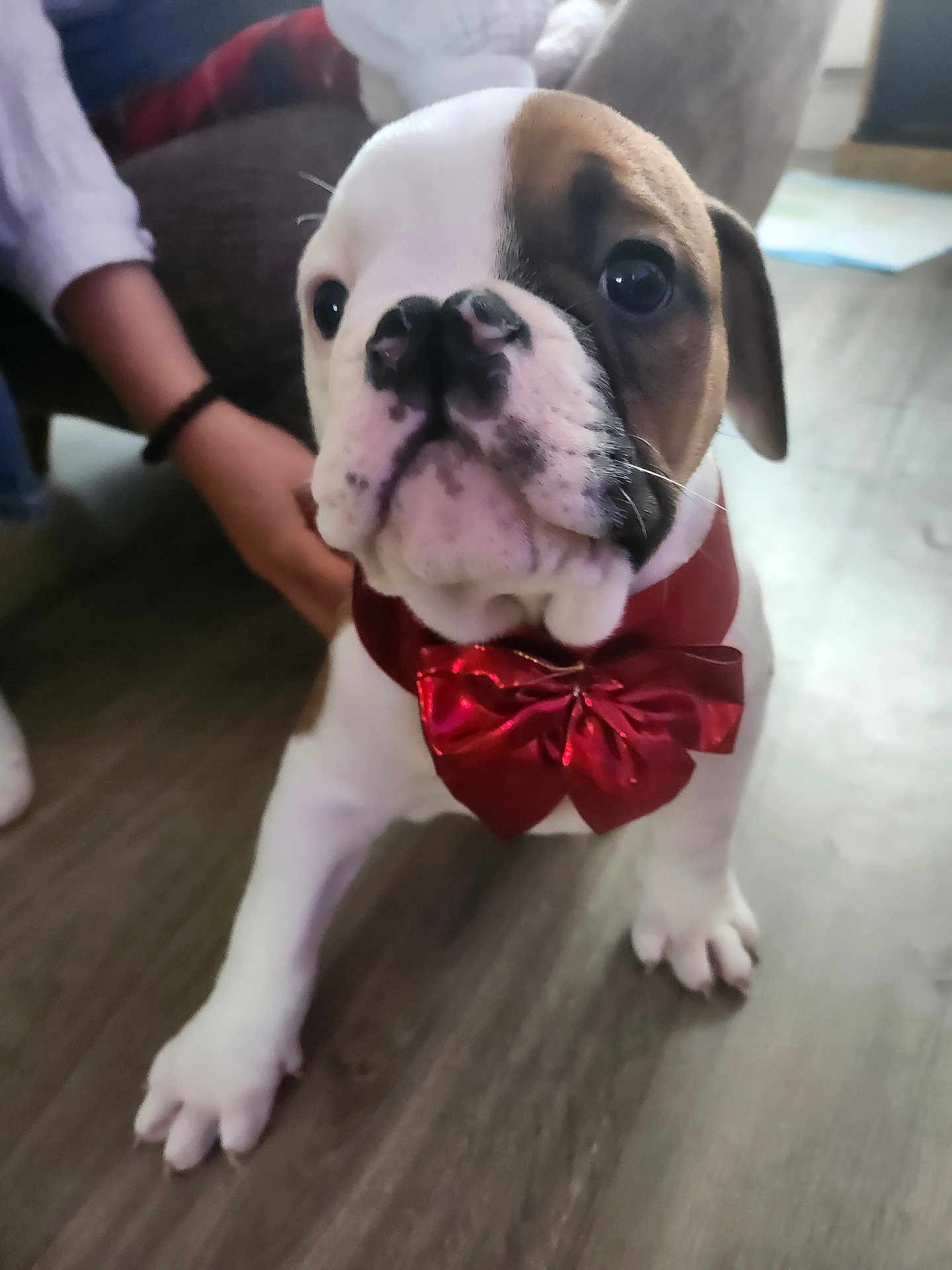 August participe au concours pour gagner de l'argent avec cette photo : animal, black, bow_tie, brown, canine, collar, cute, dog, domestic_animal, face, floor, hand, indoor, paw, person, pet, playful, puppy, white, young_dog