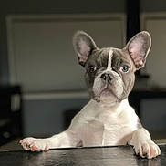 Roni joined the competition — help win amazing prizes! dog, french_bulldog, puppy, pet, indoor, curious, ears, paws, black_surface, blurred_background, animal, canine, looking, white, brown, snout, expression, young, domestic, face