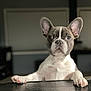 dog, french_bulldog, puppy, pet, indoor, curious, ears, paws, black_surface, blurred_background, animal, canine, looking, white, brown, snout, expression, young, domestic, face