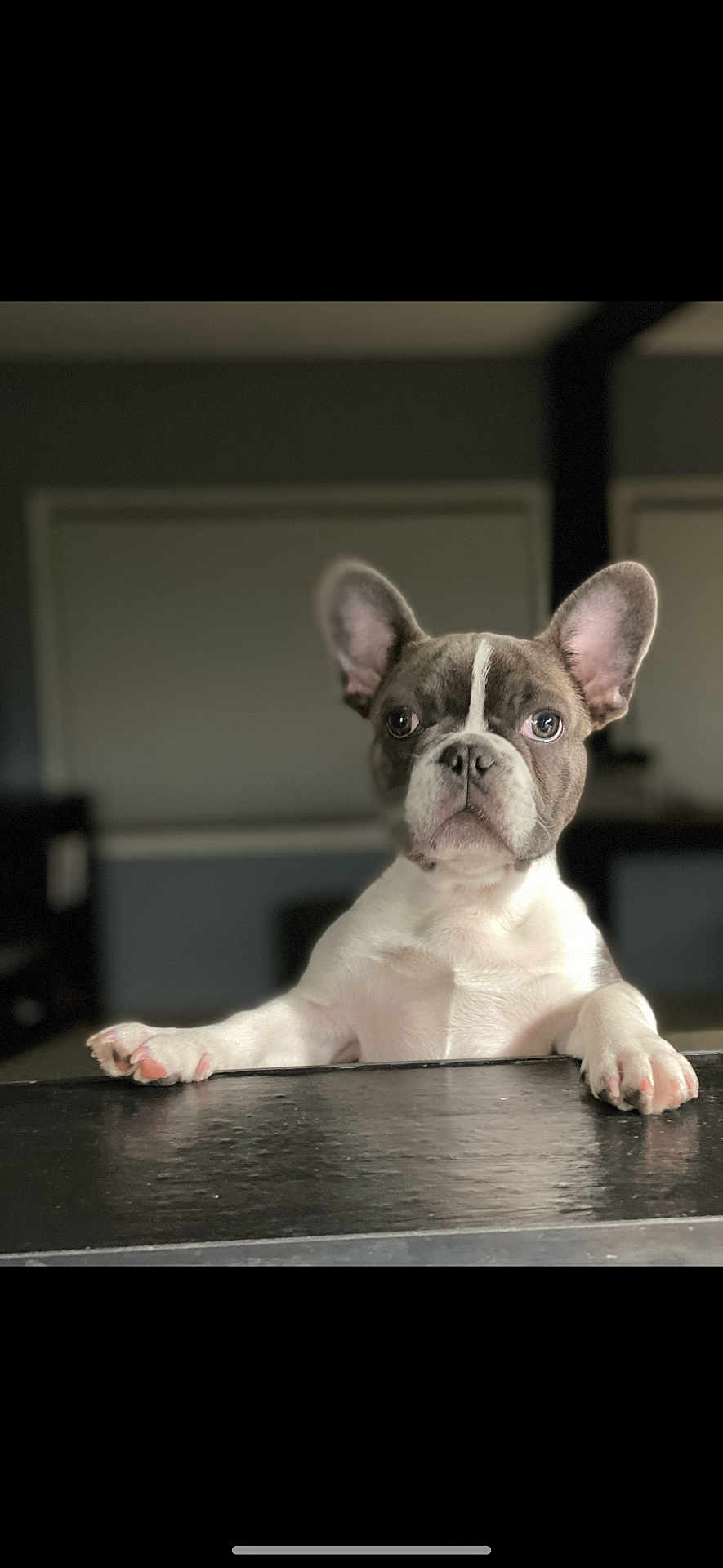 Roni joined the competition — help win amazing prizes! dog, french_bulldog, puppy, pet, indoor, curious, ears, paws, black_surface, blurred_background, animal, canine, looking, white, brown, snout, expression, young, domestic, face