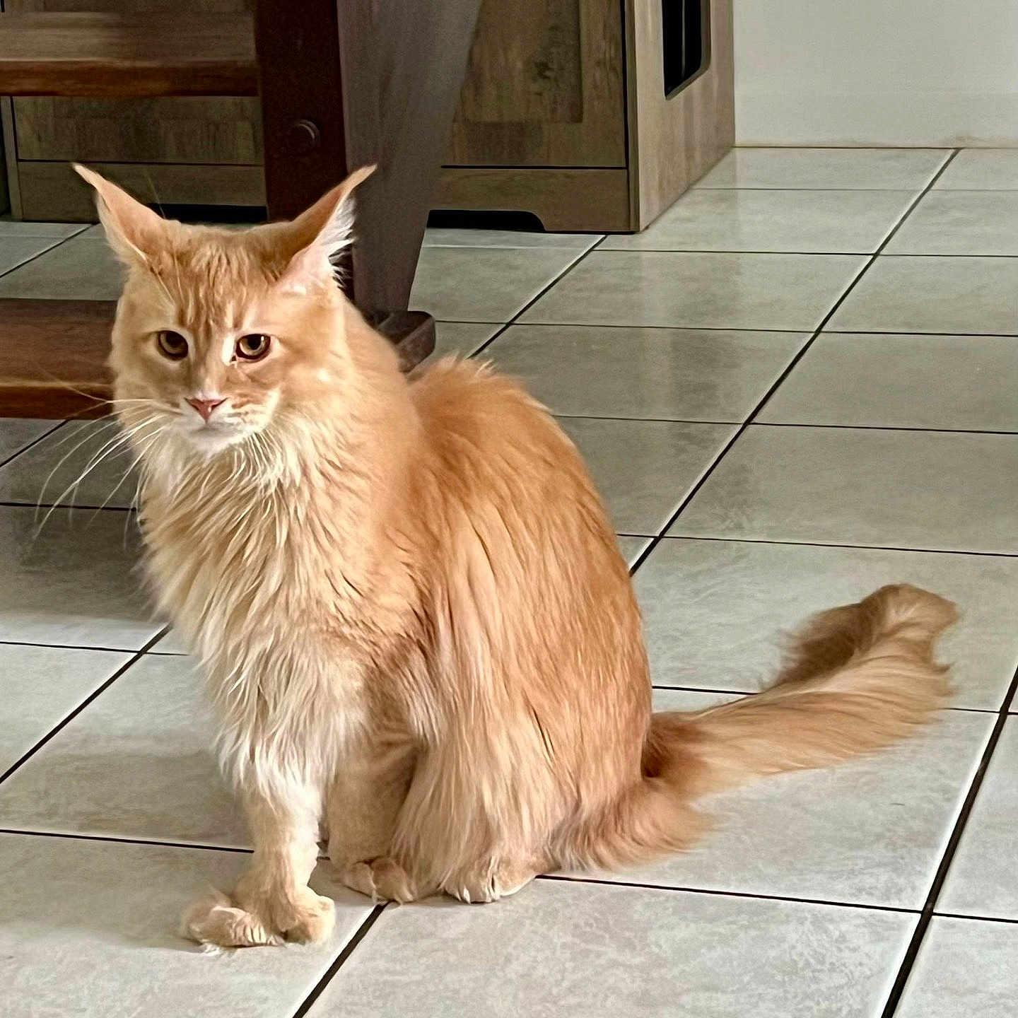 Willy a rejoint le concours — aidez-le/la à gagner de superbes lots ! cabinet, cat, curious, cute, domestic_animal, ears, feline, fluffy, fur, ginger_cat, home_furniture, indoor, longhaired_cat, paws, pet, portrait, sitting, tail, tiled_floor, whiskers