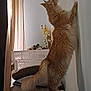 Willy participe au concours pour gagner de l'argent avec cette photo : cat, ginger_cat, fluffy, stretching, indoor, curtains, cushions, basket, wall, tail, furniture, home, pet, animal, domestic, relaxed, soft_light, cozy, mammal, claws
