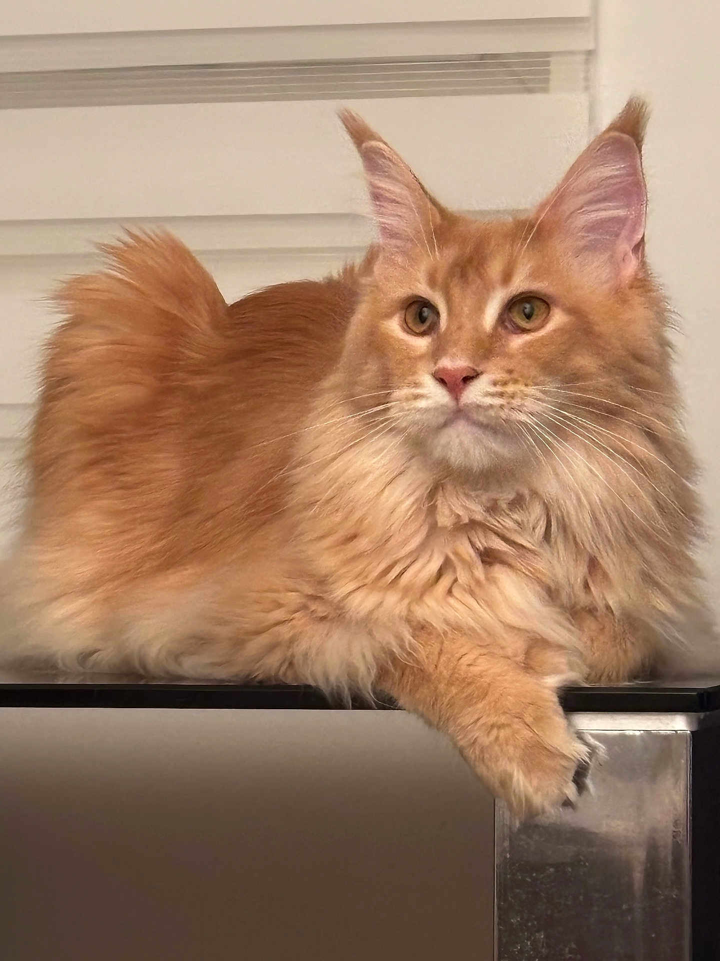 Willy a rejoint le concours — aidez-le/la à gagner de superbes lots ! cat, orange_cat, fluffy_fur, lying_down, indoor, pet, animal, whiskers, ears, tail, paws, relaxed, cute, feline, soft_fur, close_up, portrait, domestic_cat, alert, calm