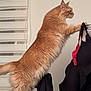 Willy participe au concours pour gagner de l'argent avec cette photo : cat, orange_cat, fluffy, pet, indoor, clothing, clothes_rack, window_blinds, curiosity, feline, stretching, fur, tail, paw, side_view, domestic_animal, household, fabric, hanger, light