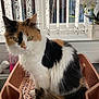 Coco joined the competition — help win amazing prizes! cat, calico_cat, fur, pet, animal, indoor, window, plant, orchid, kitchen, dish_rack, sunlight, vertical_blinds, white, brown, green_eyes, fluffy, sitting, domestic_cat, closeup