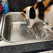 Coco joined the competition — help win amazing prizes! cat, calico_cat, sink, kitchen, countertop, domestic, curious, pet, animal, faucet, bottle, black_and_white, fur, whiskers, indoor, household, clean, water, drain, counter