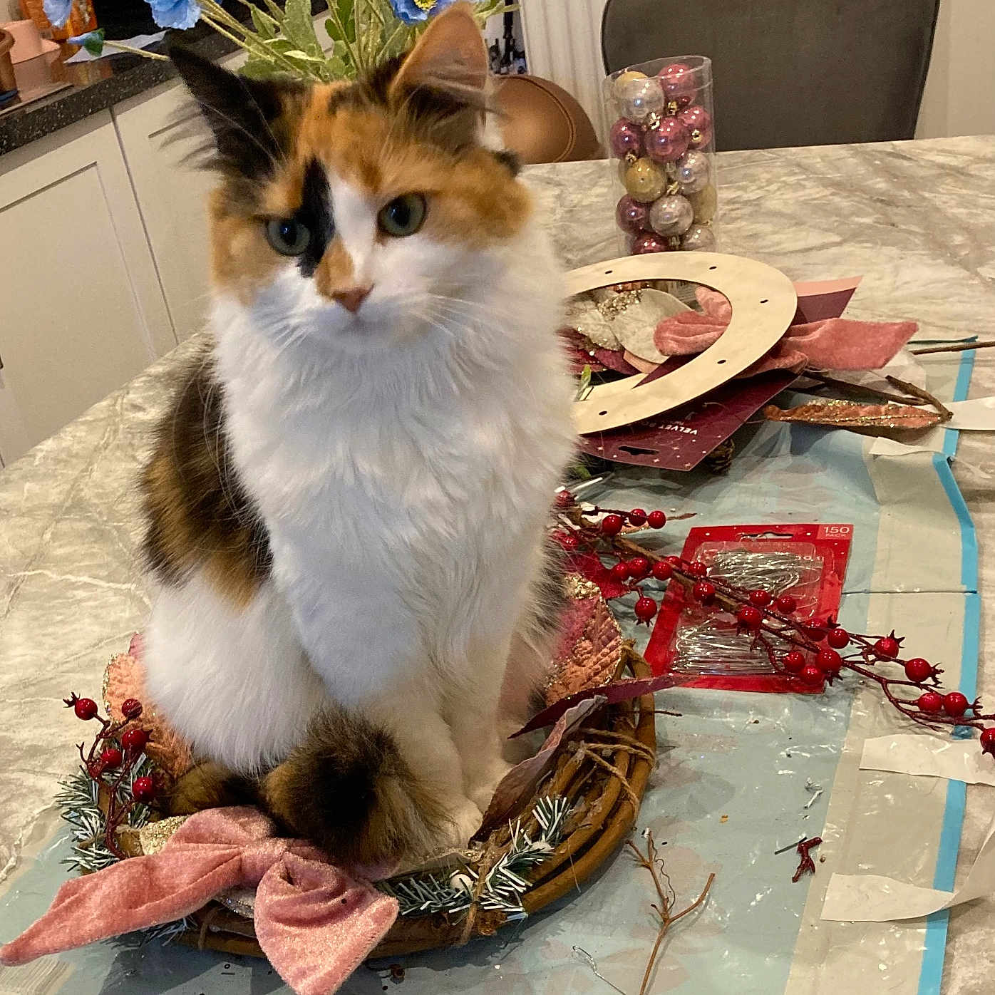 Coco joined the competition — help win amazing prizes! berries, blue_flowers, calico, cat, chair, closeup, craft_supplies, decorations, feline, flowers, furry, holiday, household, indoor, kitchen, pet, ribbon, sitting, table, wreath