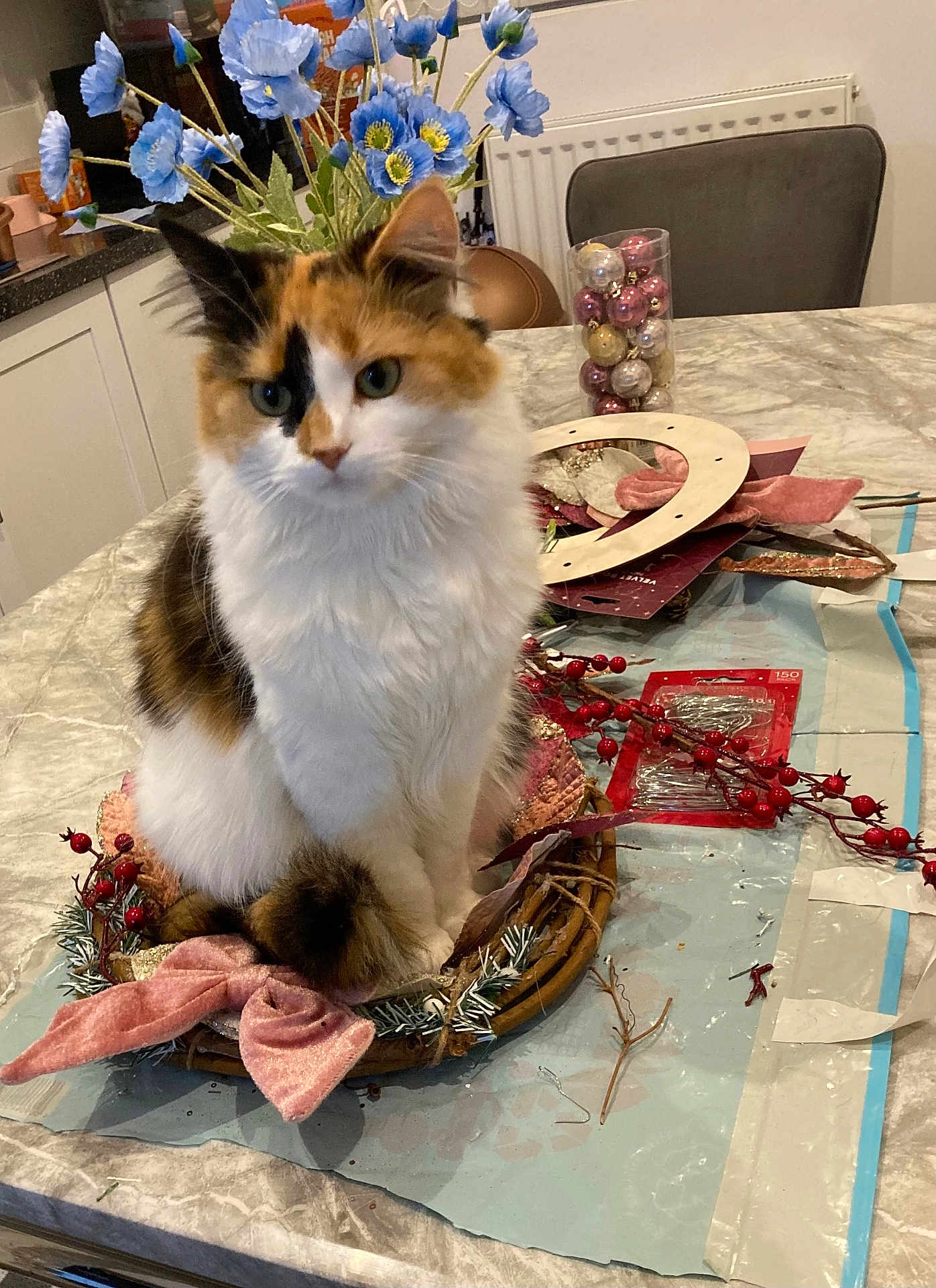 Coco joined the competition — help win amazing prizes! cat, calico, wreath, table, craft_supplies, flowers, blue_flowers, kitchen, chair, decorations, berries, ribbon, indoor, pet, furry, sitting, household, holiday, closeup, feline