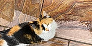 Coco is registered to the contest to win money with this photo: cat, calico, animal, pet, fur, outdoor, stone_floor, wet_floor, sneakers, footwear, looking_up, cute, small, domestic_cat, patterned_floor, curious, walking, side_view, quiet, daylight