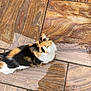 cat, calico, animal, pet, fur, outdoor, stone_floor, wet_floor, sneakers, footwear, looking_up, cute, small, domestic_cat, patterned_floor, curious, walking, side_view, quiet, daylight