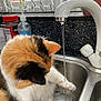 Coco is registered to the contest to win money with this photo: cat, calico_cat, sink, water, faucet, paw, kitchen, window, houseplant, countertop, indoor, curious, pet, fur, white, orange, black, domestic_animal, playing, cleaning