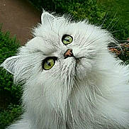 Roméo a rejoint le concours — aidez-le/la à gagner de superbes lots ! cat, fluffy, white_cat, green_eyes, pet, animal, outdoor, garden, plants, whiskers, cute, curious, feline, portrait, head_tilt, nature, close_up, soft_fur, adorable, domestic_cat