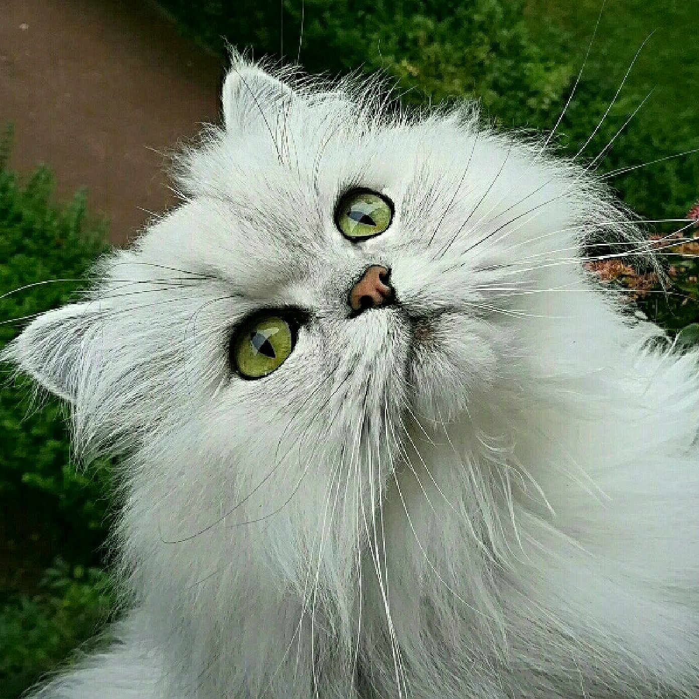Roméo a rejoint le concours — aidez-le/la à gagner de superbes lots ! adorable, animal, cat, close_up, curious, cute, domestic_cat, feline, fluffy, garden, green_eyes, head_tilt, nature, outdoor, pet, plants, portrait, soft_fur, whiskers, white_cat