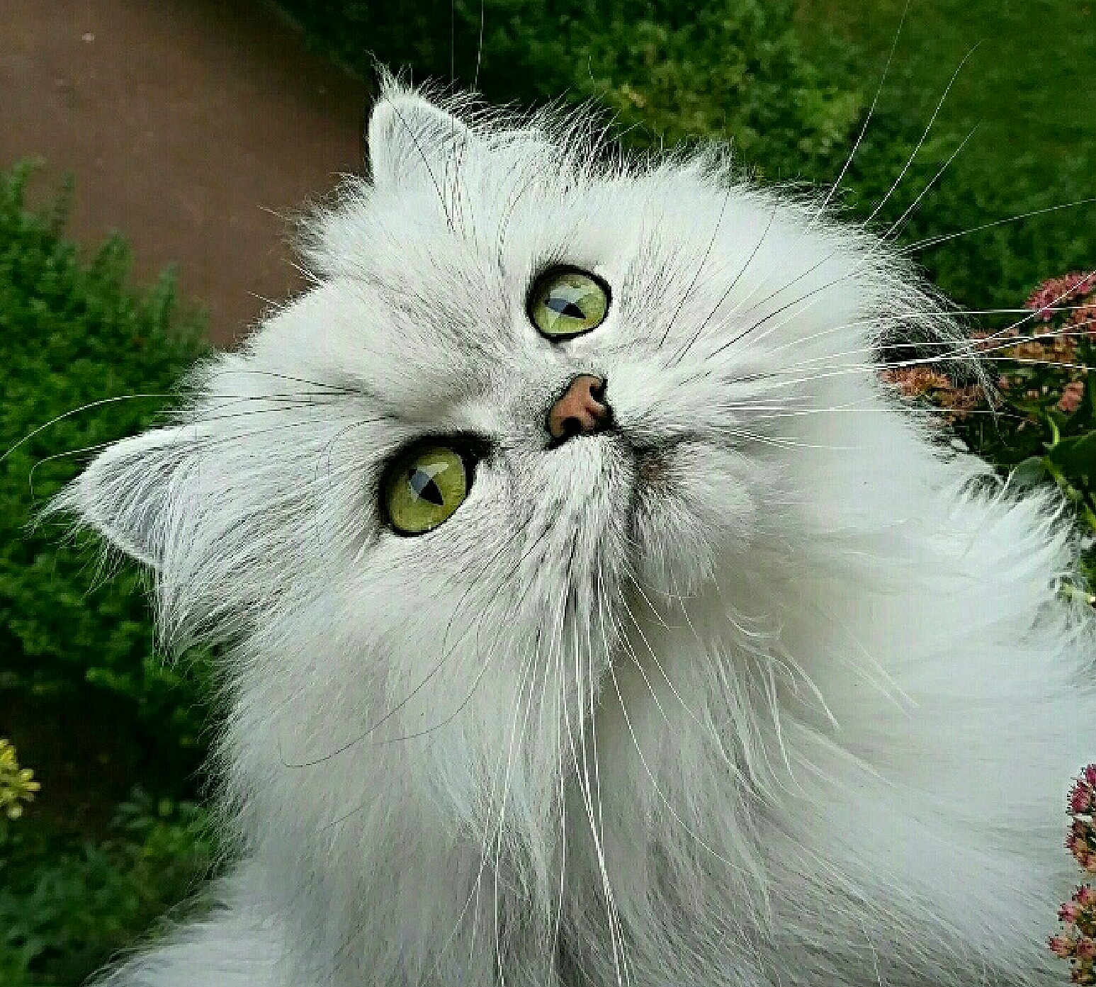 Roméo a rejoint le concours — aidez-le/la à gagner de superbes lots ! cat, fluffy, white_cat, green_eyes, pet, animal, outdoor, garden, plants, whiskers, cute, curious, feline, portrait, head_tilt, nature, close_up, soft_fur, adorable, domestic_cat