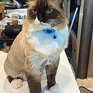 Boots is registered to the contest to win money with this photo: animal, blue_collar, blue_eyes, cat, closeup, collar, countertop, cute, domestic, feline, fur, household, indoor, mammal, paws, pet, portrait, sitting, tabby, whiskers
