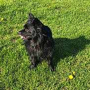Camilo is registered to the contest to win money with this photo: dog, black_dog, grass, outdoor, sunny, dandelions, pet, animal, canine, tongue_out, shadow, ears, collar, nature, summer, greenery, mammal, fur, alert, daylight