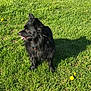 dog, black_dog, grass, outdoor, sunny, dandelions, pet, animal, canine, tongue_out, shadow, ears, collar, nature, summer, greenery, mammal, fur, alert, daylight