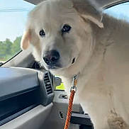 Abril joined the competition — help win amazing prizes! dog, white_dog, leash, car_interior, window, seat, dashboard, pet, animal, canine, vehicle, road_trip, curious, fluffy, companion, indoor, daylight, video_call, smiling_person, technology