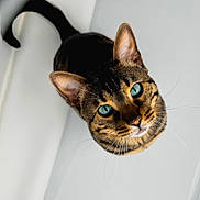 Elvis is registered to the contest to win money with this photo: cat, bengal_cat, close_up, blue_eyes, curious, pet, animal, feline, whiskers, ears, fur, indoor, portrait, looking_up, spotted_fur, domestic_cat, cute, sharp_focus, minimalist_background, animal_portrait