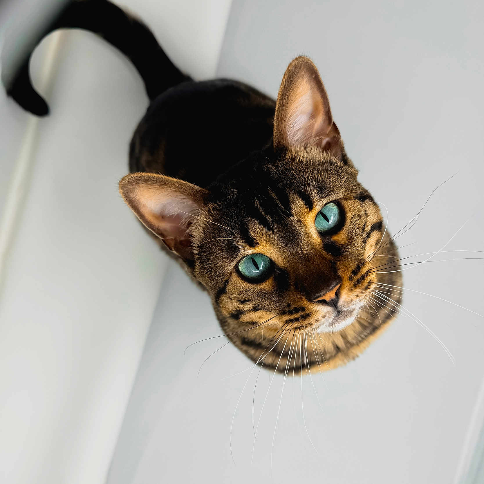 Elvis is registered to the contest to win money with this photo: cat, bengal_cat, close_up, blue_eyes, curious, pet, animal, feline, whiskers, ears, fur, indoor, portrait, looking_up, spotted_fur, domestic_cat, cute, sharp_focus, minimalist_background, animal_portrait