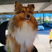 Ouma participe au concours pour gagner de l'argent avec cette photo : animal, blurred_background, brown, building, canine, car, cute, dog, ears, eyes, fluffy, fur, leash, nose, outdoor, pet, portrait, shetland_sheepdog, sitting, white