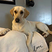 Oakley joined the competition — help win amazing prizes! dog, labrador_retriever, blanket, white_blanket, love_text, indoor, couch, relaxed, pet, canine, animal, fur, ears, nose, paw, living_room, decor, candle_holder, framed_art, brown