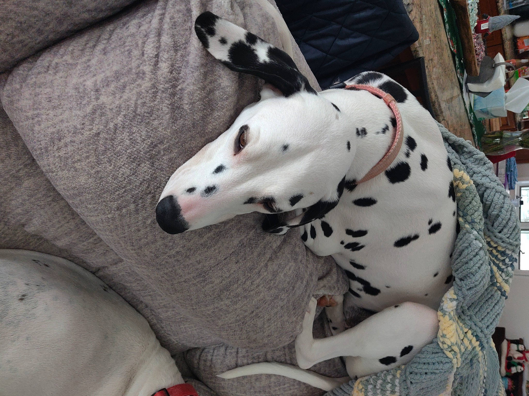 Adrian joined the competition — help win amazing prizes! canidae, carnivore, collar, comfort, companion_dog, dalmatian, dog, dog_breed, dog_collar, dog_supply, fawn, grey, non_sporting_group, pattern, snout, sporting_group, terrestrial_animal, whiskers, white, working_animal