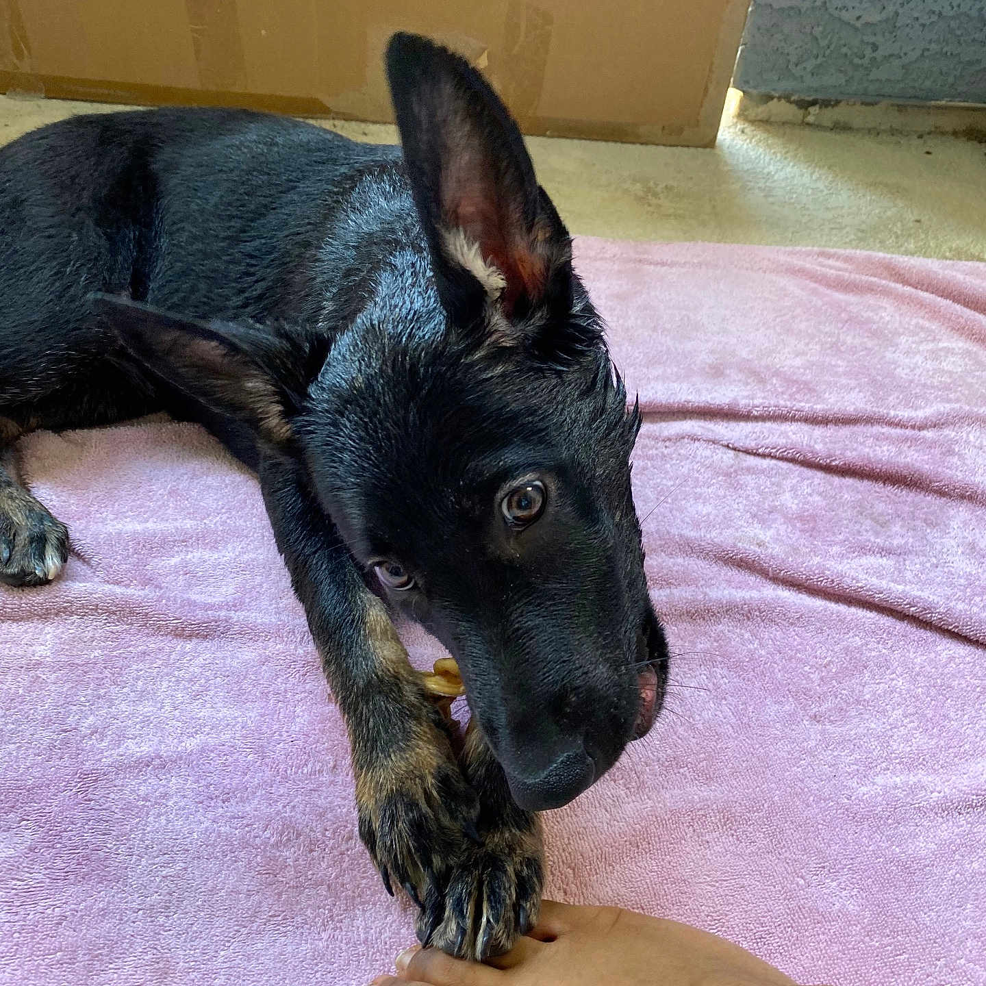 Star Divine Syven is registered to the contest to win money with this photo: animal, ball, bed, bedroom, bodypart, canine, dog, finger, furniture, germanshepherd, hand, indoors, interiordesign, person, pet, puppy, room, snout, sport, tennis